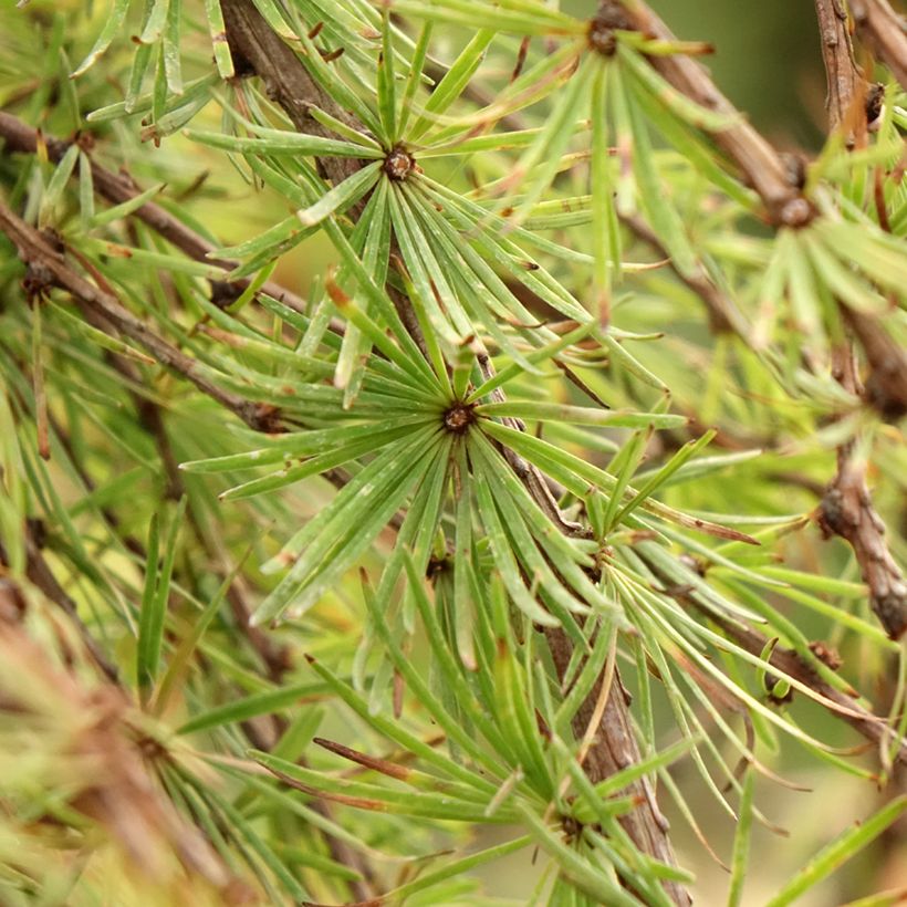 Alerce del Japón llorón Stiff Weeping - Larix kaempferi (Follaje)