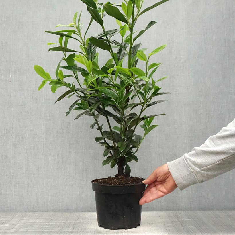 Laurier cerise - Prunus laurocerasus Elly Pot de 3L/4L Ejemplar entregado en la primavera