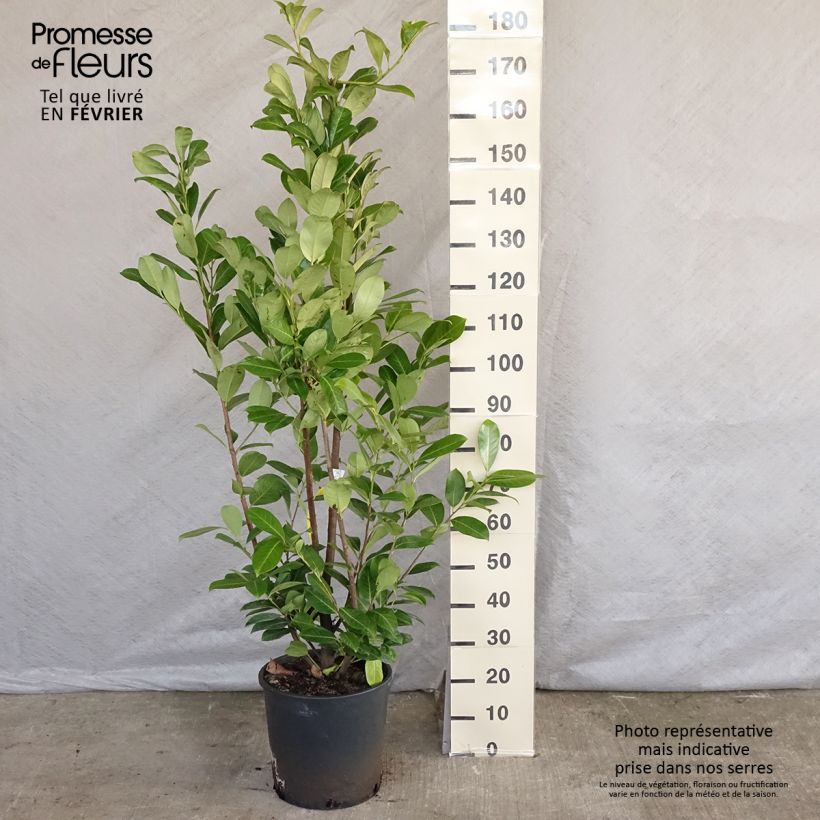 Laurier cerise - Prunus laurocerasus Rotundifolia 150+cm en pot de 18L/20L Ejemplar entregado en invierno