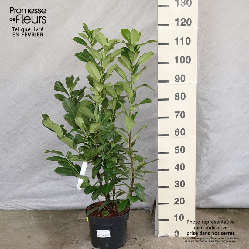 Laurier cerise - Prunus laurocerasus Rotundifolia 80/100cm en pot de 7.5/ 10L Ejemplar entregado en invierno