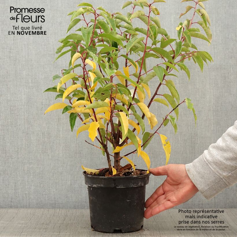 Ejemplar de Laurier du Portugal panaché - Prunus lusitanica Variegata Pot de 3L/4L entregado en otoño