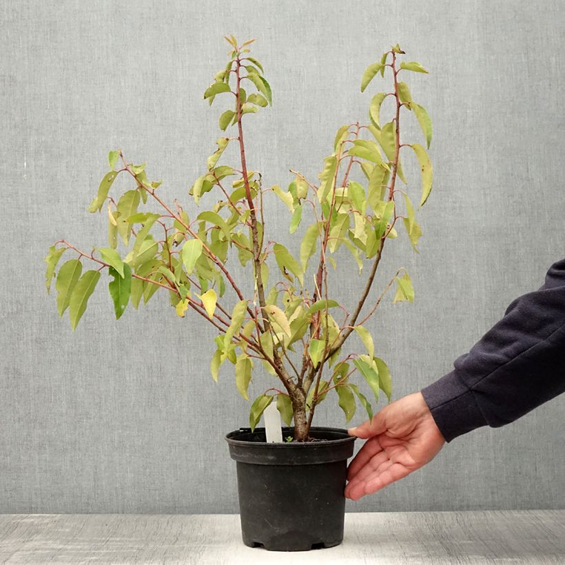 Ejemplar de Laurier du Portugal panaché - Prunus lusitanica Variegata Pot de 3L/4L entregado en verano