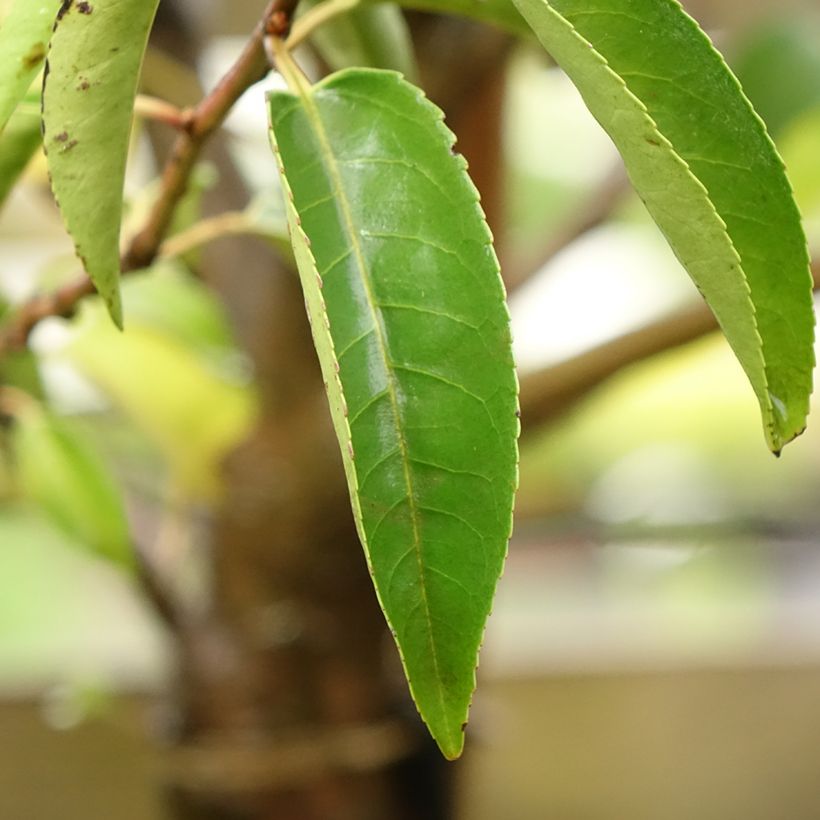 Laurel portugués Myrtifolia - Prunus lusitanica (Follaje)