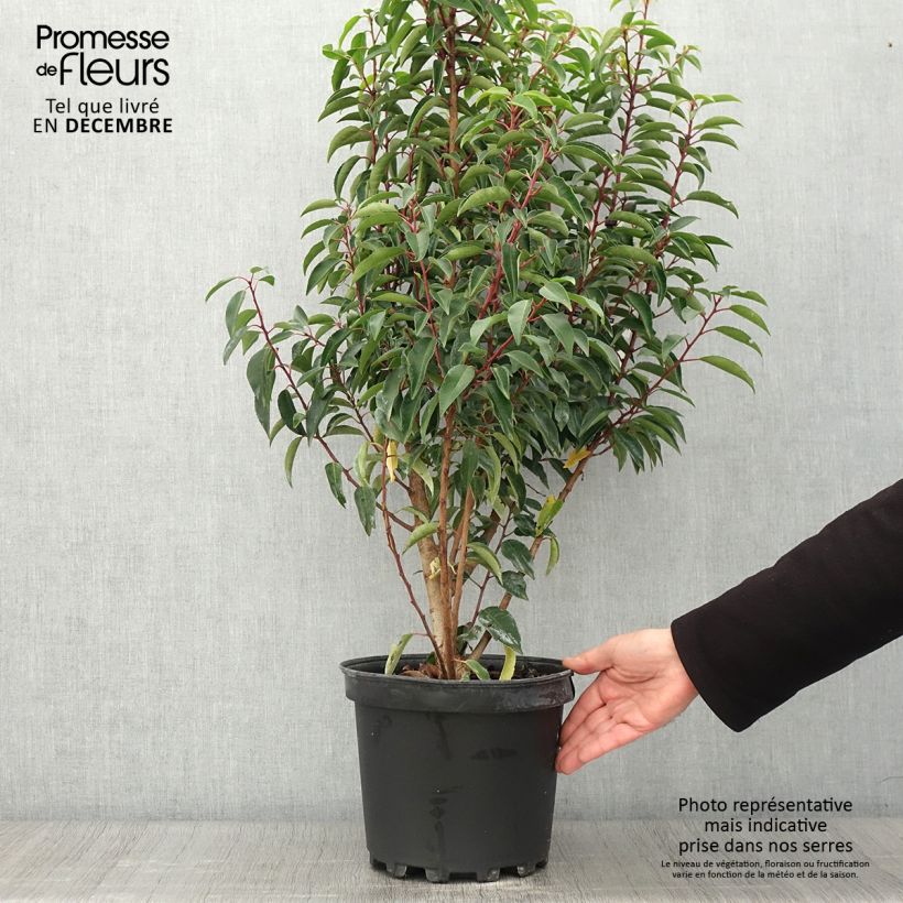 Ejemplar de Laurier du Portugal - Prunus lusitanica Myrtifolia en pot de 7,5l/10l entregado en otoño