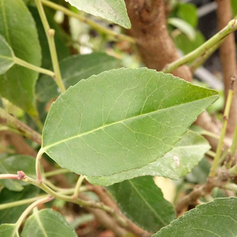 Laurel portugués Myrtifolia - Prunus lusitanica (Follaje)