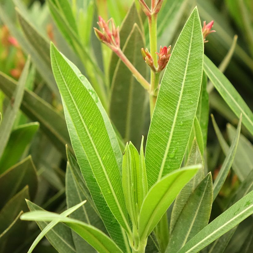 Adlefa rosa - Nerium oleander Emilie (Follaje)