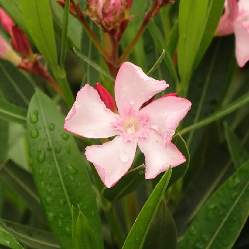 Adlefa rosa - Nerium oleander Emilie (Floración)