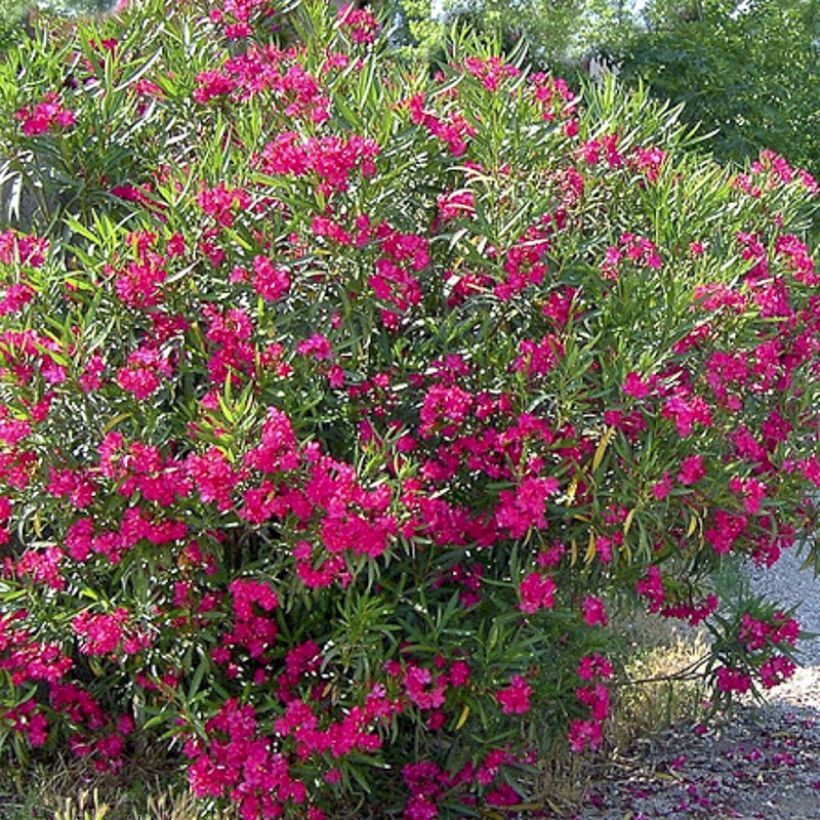 Adlefa roja - Nerium oleander Jannoch (Floración)