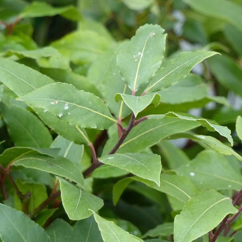 Laurel - Laurus nobilis (Follaje)