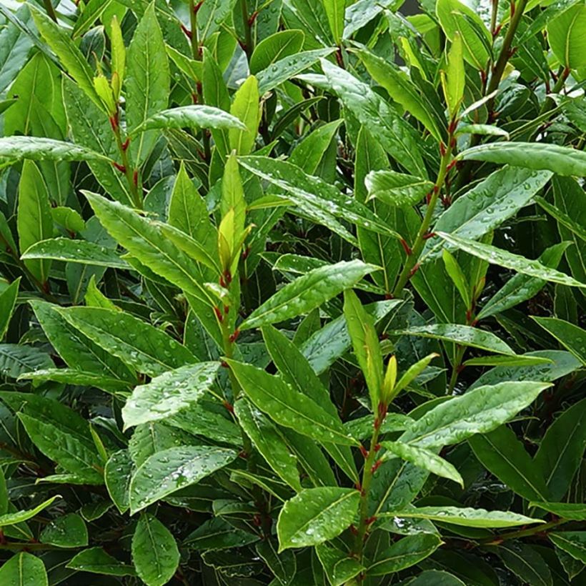 Laurel Little Ragu - Laurus nobilis (Follaje)