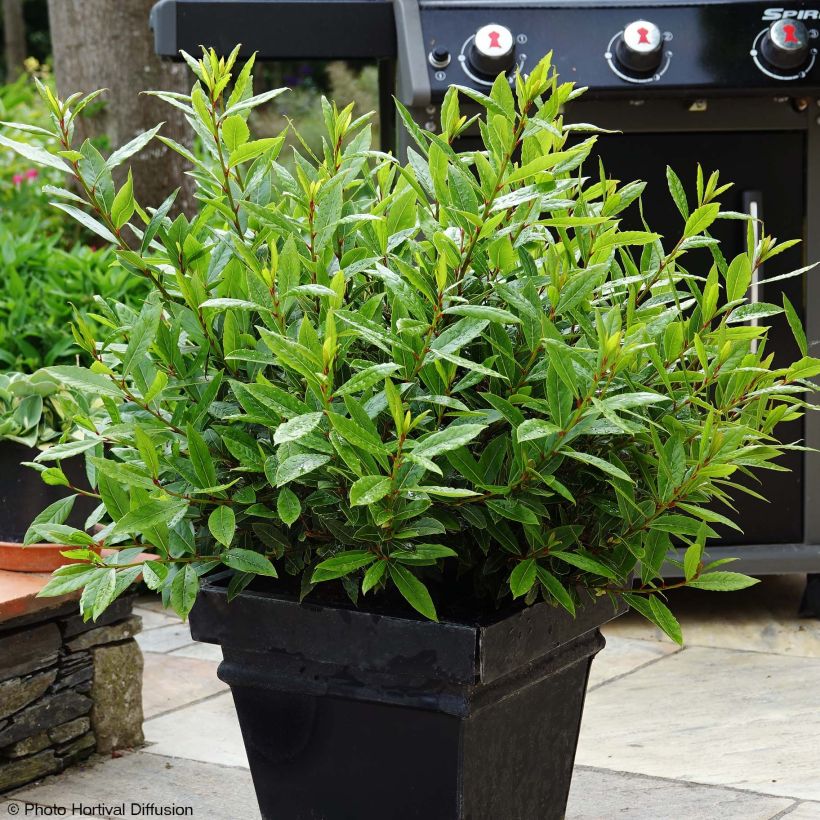 Laurel Little Ragu - Laurus nobilis (Porte)