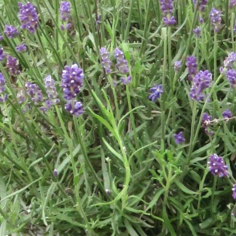 Lavanda angustifolia Bleu de Gien (Follaje)