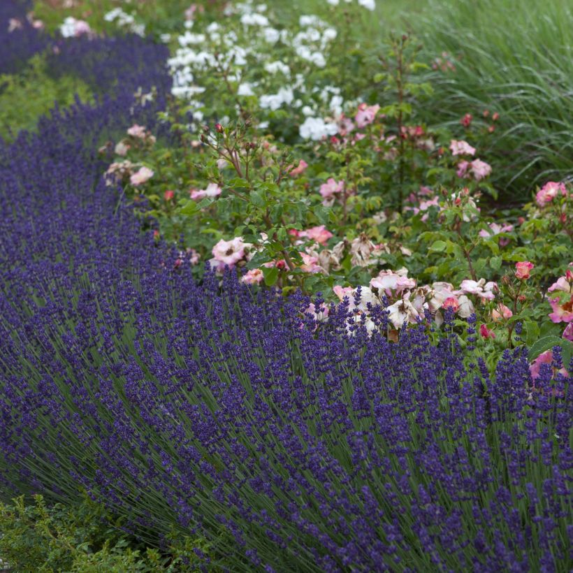 Lavanda angustifolia Bleu de Gien (Porte)