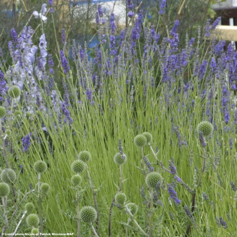 Lavanda intermedia Grappenhall - Lavandín (Porte)