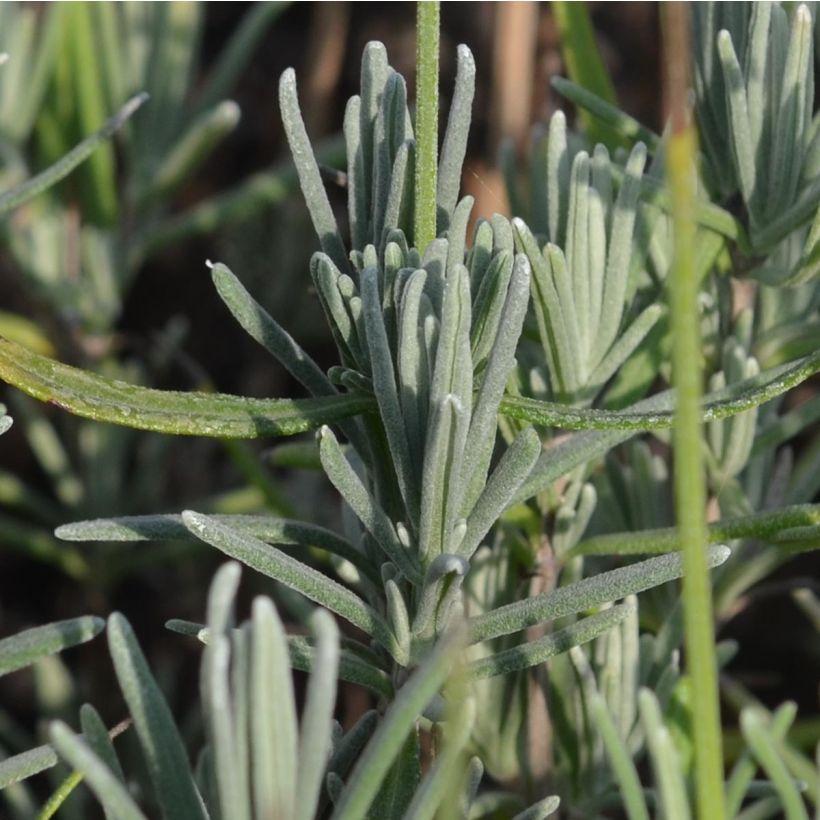 Lavanda angustifolia Munstead (Follaje)