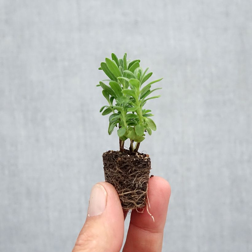 Ejemplar de Lavanda angustifolia Munstead minicepellón: Ø 3/4 cm entregado en otoño