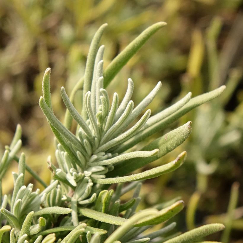 Lavanda angustifolia Arctic Snow (Follaje)