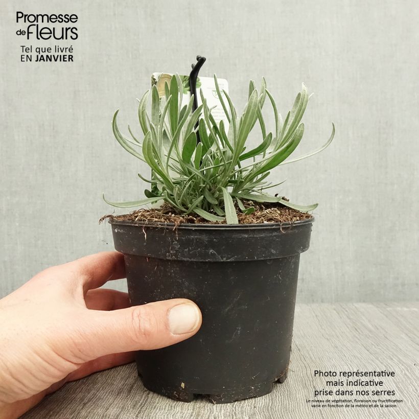 Lavande aspic ou à larges feuilles - Lavandula latifolia Pot de 1,5L/2L Ejemplar entregado en invierno