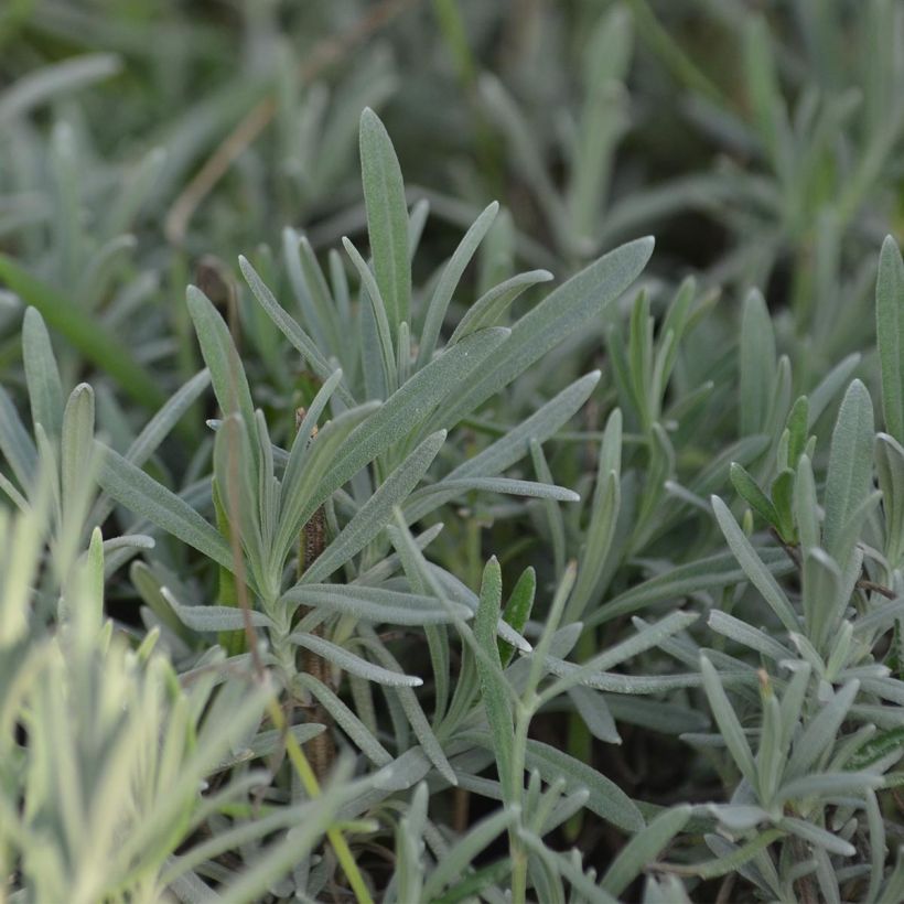 Lavanda intermedia Grappenhall - Lavandín (Follaje)