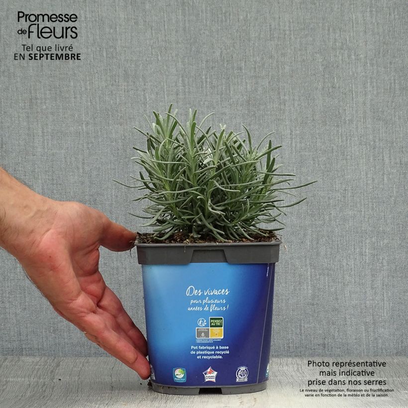 Ejemplar de Lavande hybride, Lavandin - Lavandula intermedia Grosso en pot de 2 litres entregado en otoño