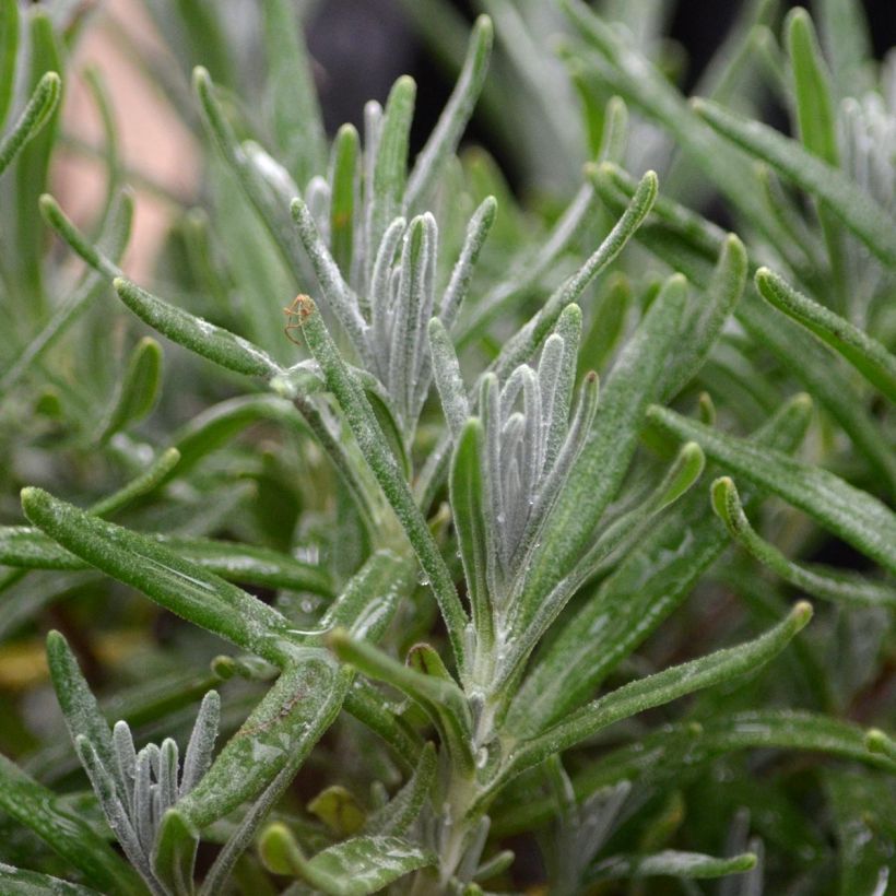 Lavanda angustifolia Hidcote (Follaje)