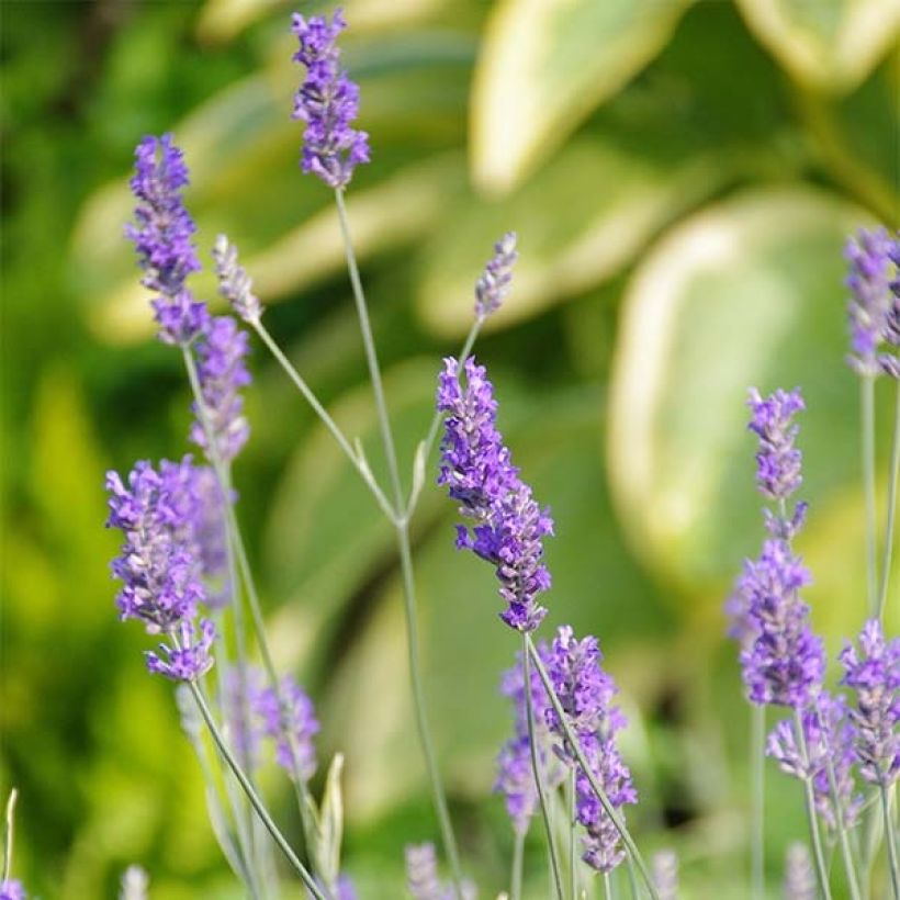 Lavanda intermedia Platinum Blonde - Lavandín (Floración)