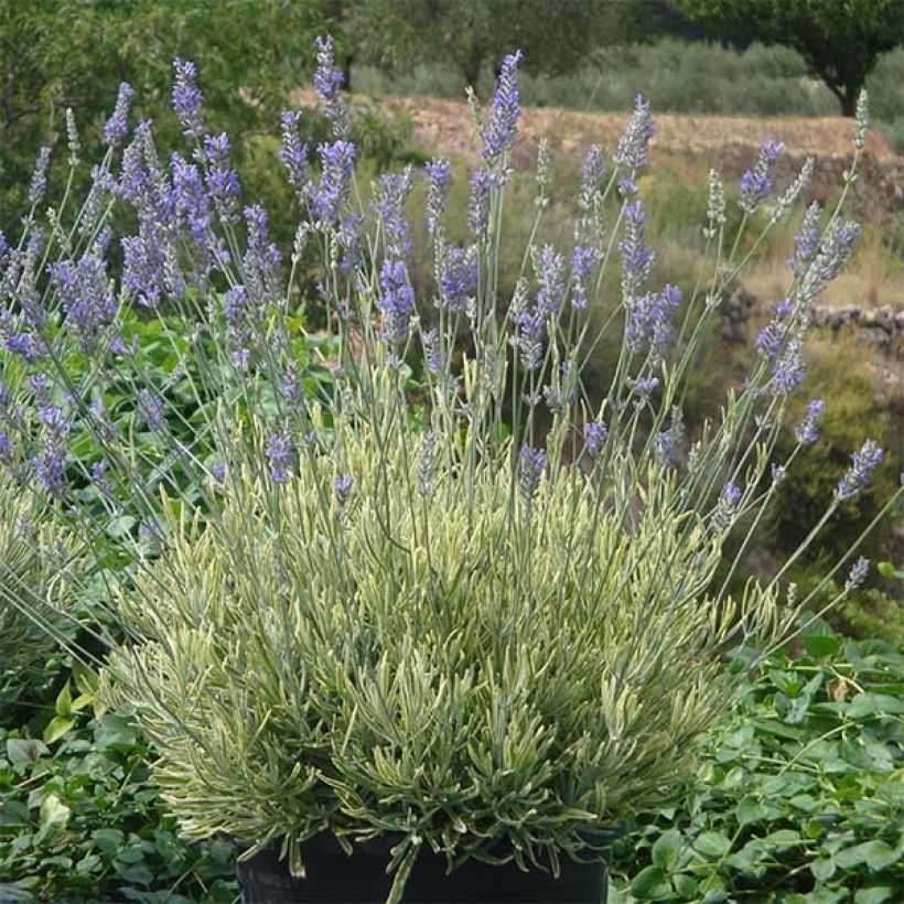 Lavanda intermedia Platinum Blonde - Lavandín (Porte)