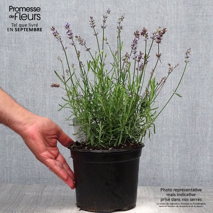 Ejemplar de Lavande vraie - Lavandula angustifolia Hidcote en pot de 3L/4L entregado en otoño