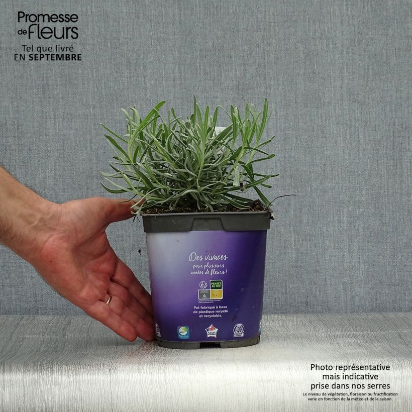 Ejemplar de Lavandin - Lavandula intermedia Dutch group en pot de 2 litres entregado en otoño