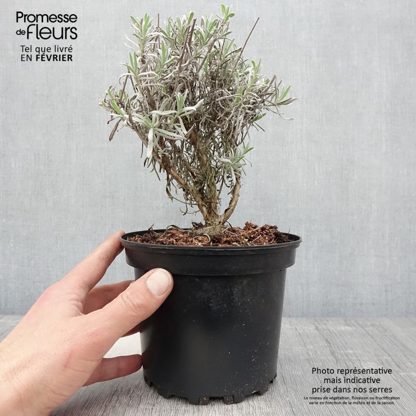 Lavandin - Lavandula intermedia Grappenhall en pot de 2L/3L Ejemplar entregado en invierno