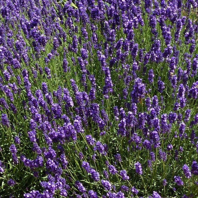 Lavanda angustifolia Hidcote (Floración)