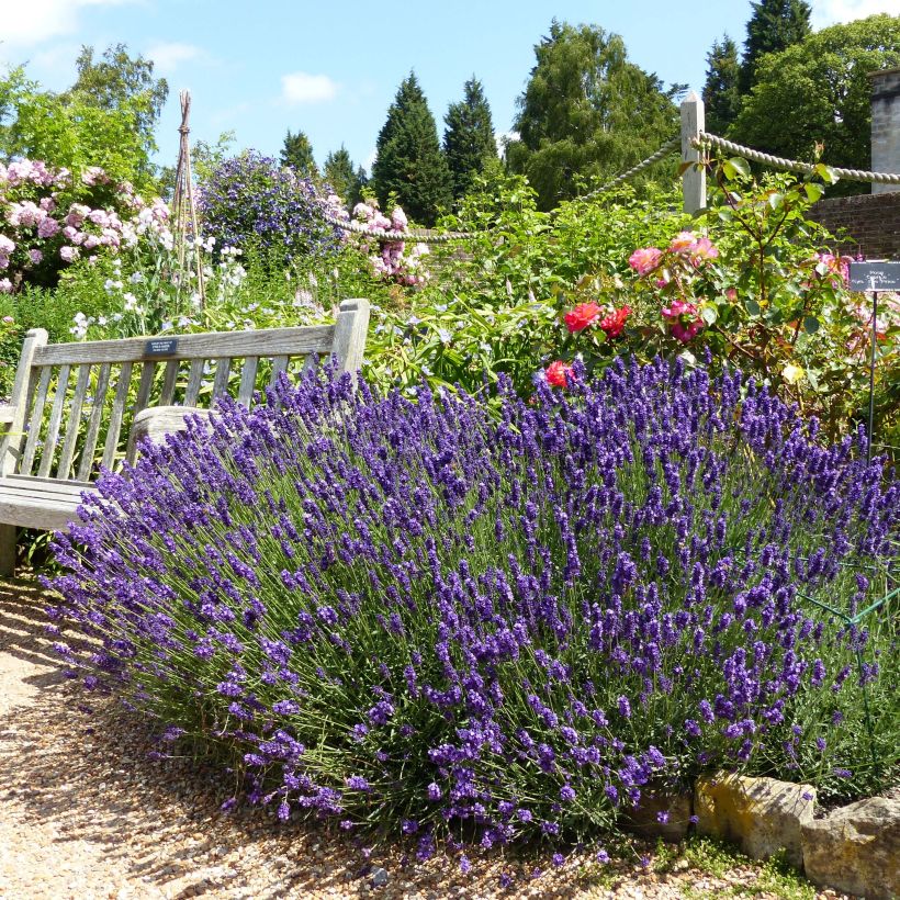 Lavanda angustifolia Hidcote (Porte)