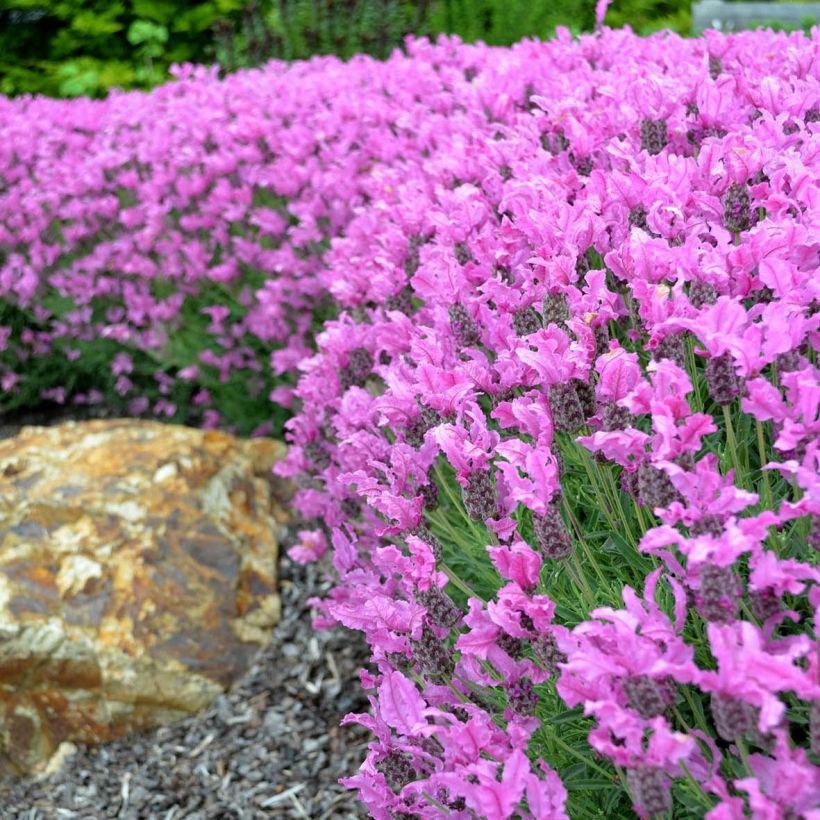 Lavanda stoechas The Princess - Cantueso (Floración)