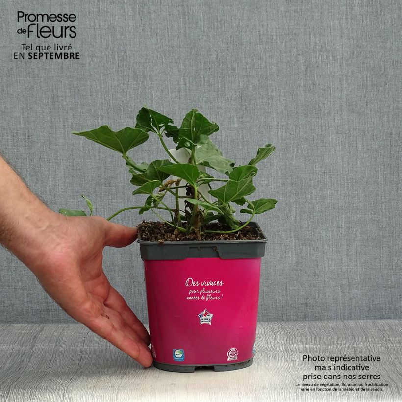 Ejemplar de Lavatère d'Hyères - Lavatera olbia Rosea Pot de 2L/3L entregado en otoño