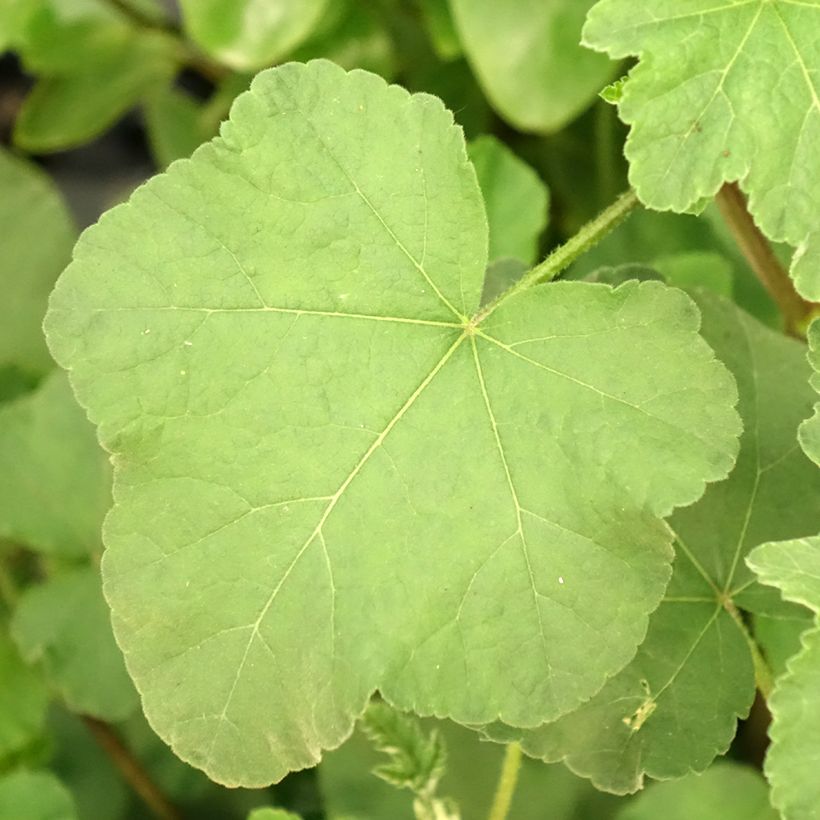 Lavatera olbia Rosea (Follaje)