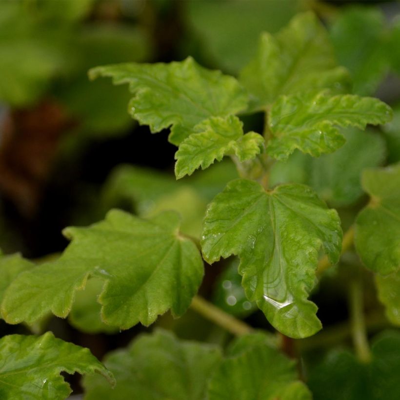 Lavatera Burgundy Wine (Follaje)