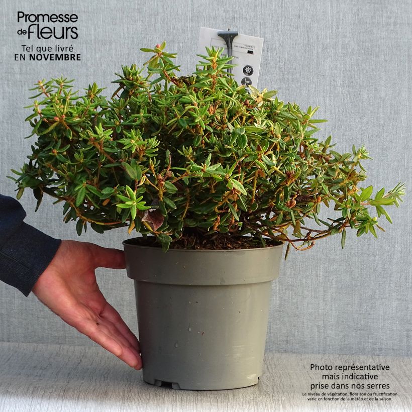 Ejemplar de Ledum groendlandicum Helma - Thé du Labrador Pot de 2L/3L entregado en otoño