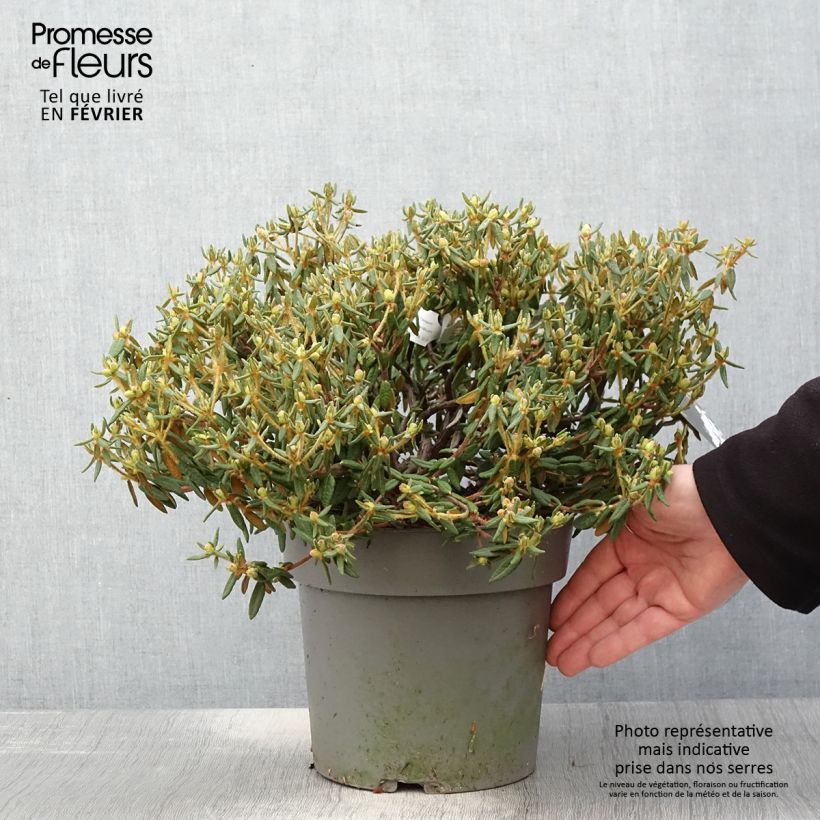 Ledum groendlandicum Helma - Thé du Labrador Pot de 2L/3L Ejemplar entregado en invierno