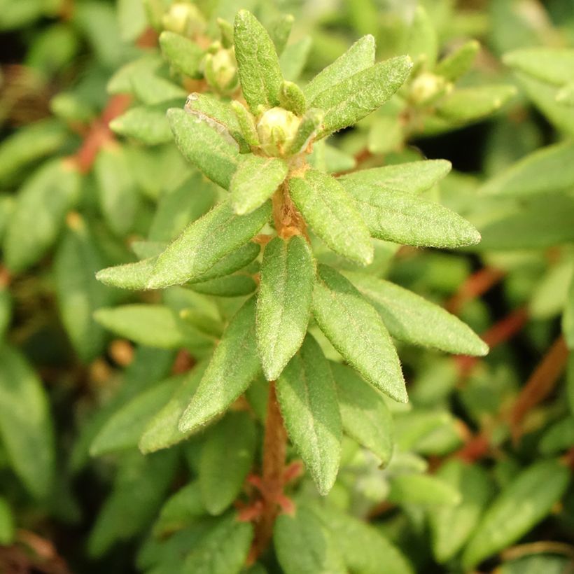 Ledum groenlandicum Compactum (Follaje)