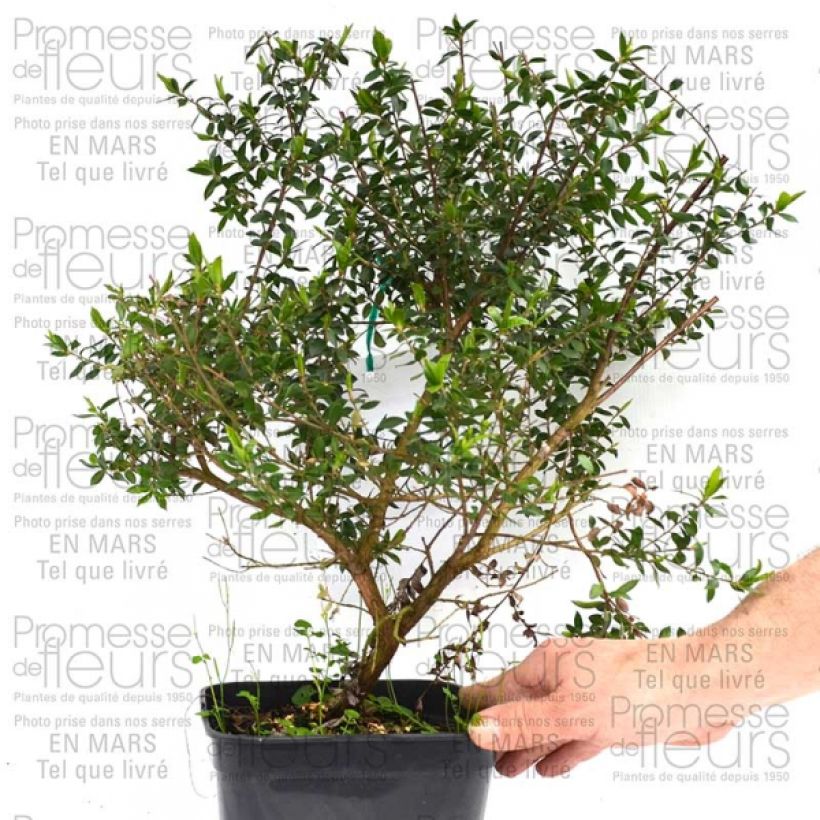 Ejemplo de ejemplar de Leptospermum Karo Pearl Star - Arbre à thé Pot de 2L/3L tal y como se entrega