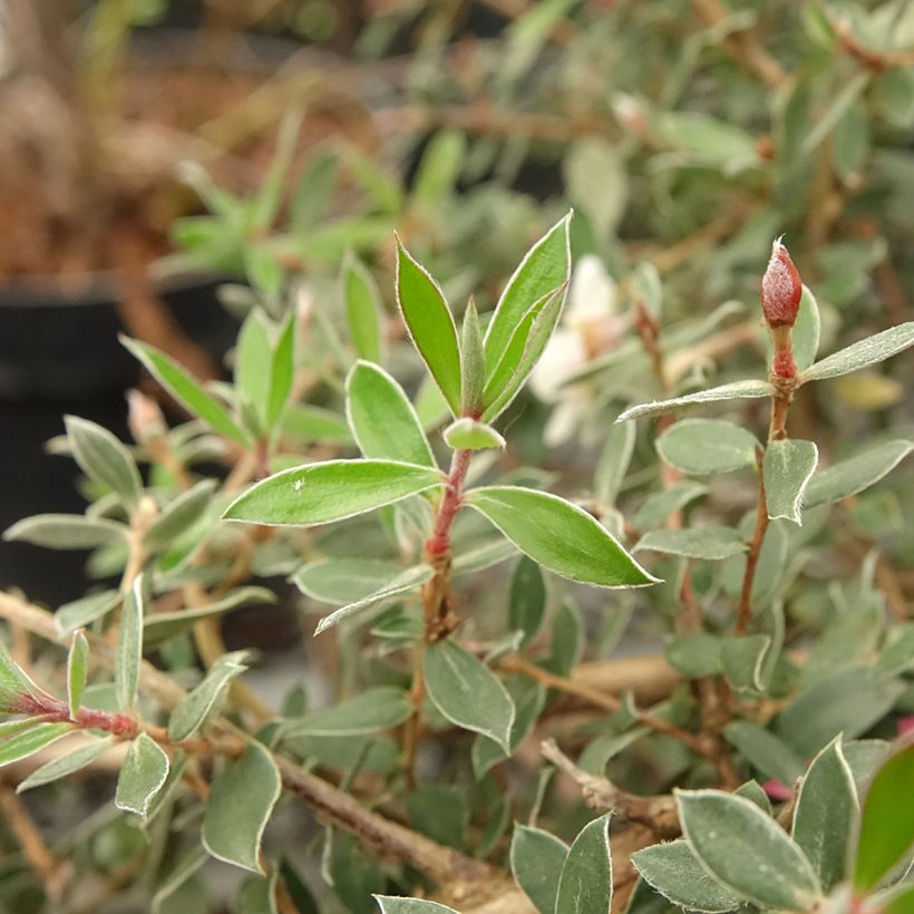 Leptospermum lanigerum Mesmer Eyes - árbol del té lanudo (Follaje)