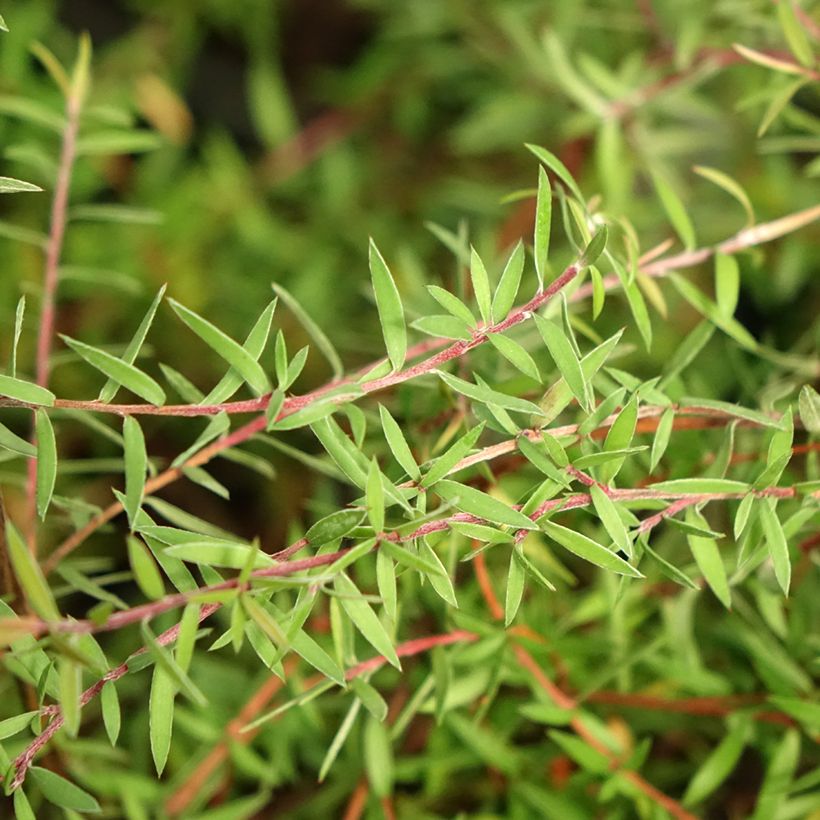 Leptospermum scoparium Red Falls (Follaje)