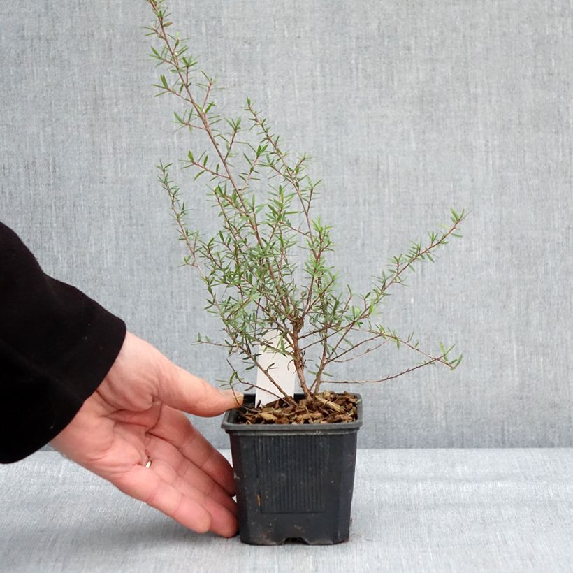 Leptospermum scoparium Snow Flurry - Arbre à thé de Nouvelle-Zélande - Godet de 8/9 cm Ejemplar entregado en invierno