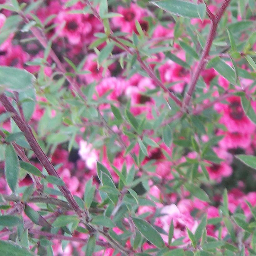 Leptospermum scoparium Wiri Kerry (Floración)