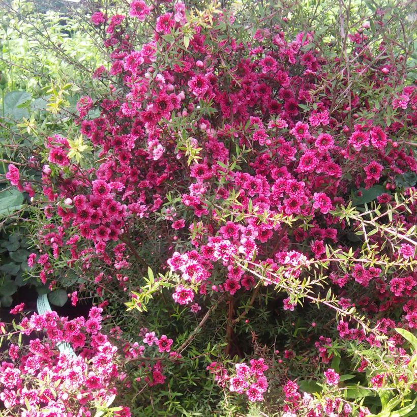 Leptospermum scoparium Wiri Kerry (Porte)