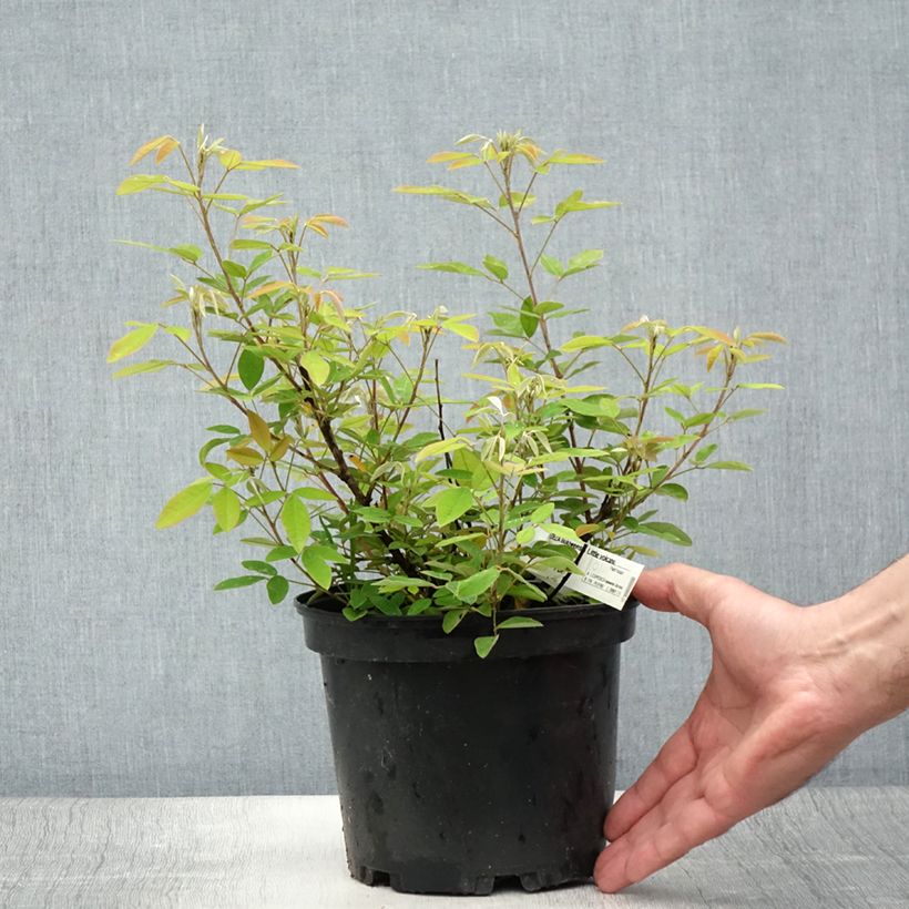 Ejemplar de Lespedeza liukiuvensis Little Volcano - Trèfle en arbre - Pot de 3L/4L entregado en verano