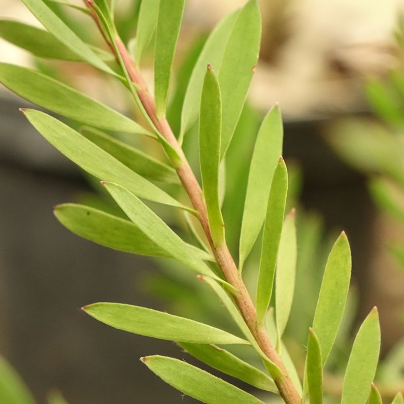 Leucadendron salignum Cheeky (Follaje)