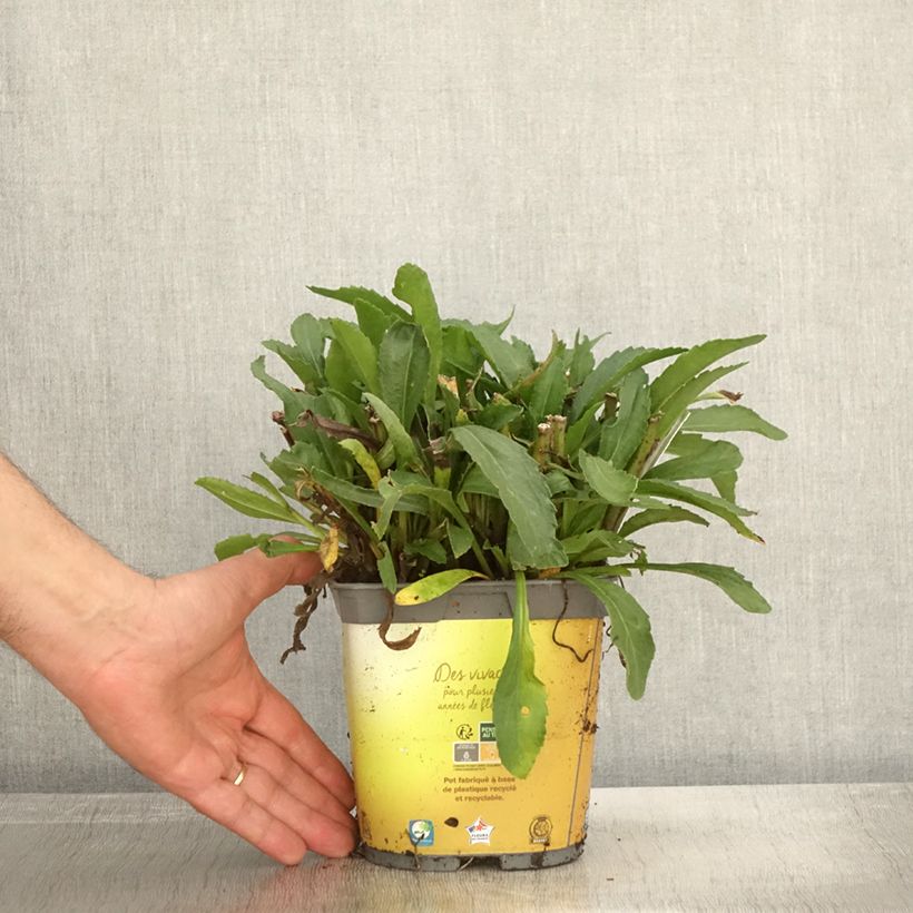 Ejemplar de Leucanthemum superbum Broadway lights - Grande marguerite en pot de 2/3L Pot de 2L/3L entregado en otoño