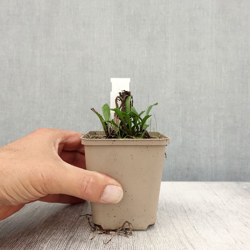 Ejemplar de Leucanthemum superbum Luna - Grande marguerite Godet de 9cm entregado en otoño