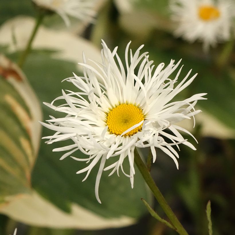 Margarita Reina Old Court - Leucanthemum superbum (Floración)